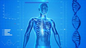 anatomy high tech 3d human body