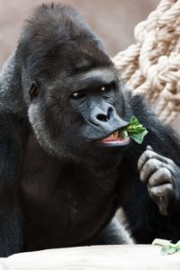 gorilla eating green leafy vegetables