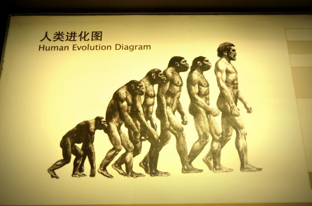 diagram of human evolution from monkey to man