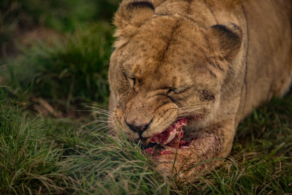 lioness eating raw meat - hunger and disease promoting foods
