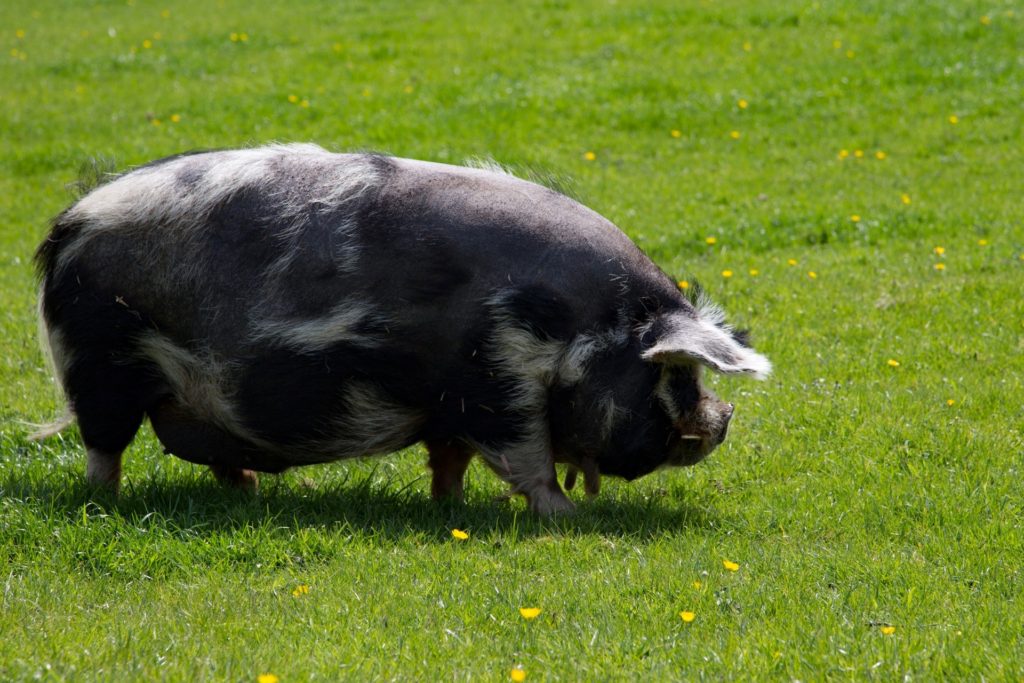 pig in meadow - restaurant survival tips
