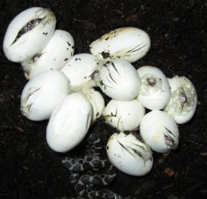 baby snakes hatch from eggs