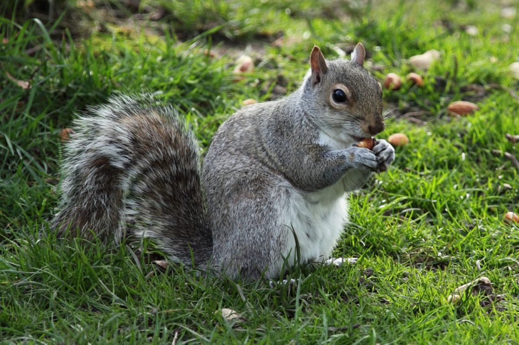 gray squirrel eating nut on green grass nutrients from plants selenium