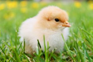 chicken chick sitting in bright green grass hunger and disease promoting food
