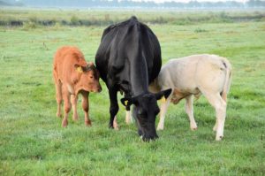 mother cow with calves hunger & disease promoting foods