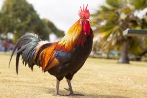 chicken rooster standing hunger & disease promoting food