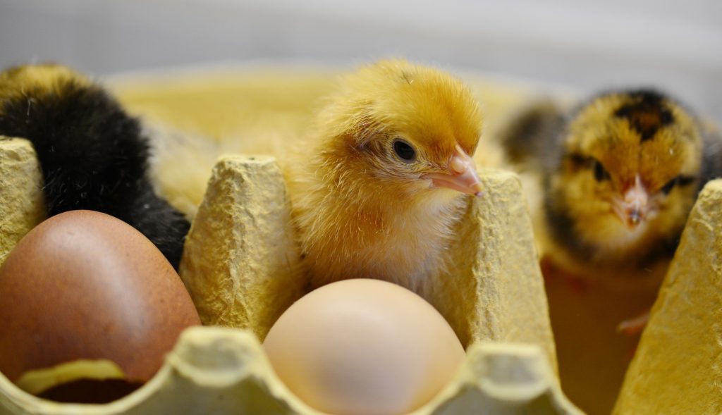 yellow baby chickens chicks and eggs in carton transition to a vegan diet