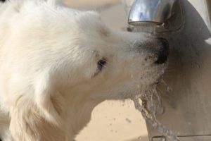 white dog drinking water from spigot dietary myths